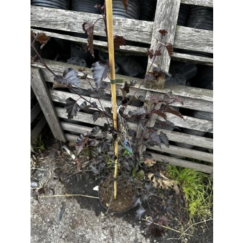 BRZOZA CZERWONA nisko szczepiona - sadzonki 120 / 150 cm